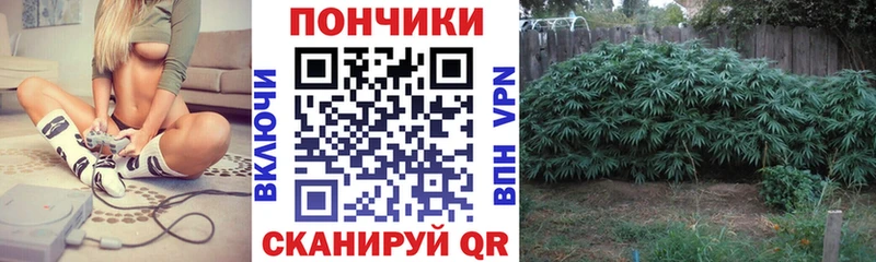 Конопля гибрид  Кизляр 
